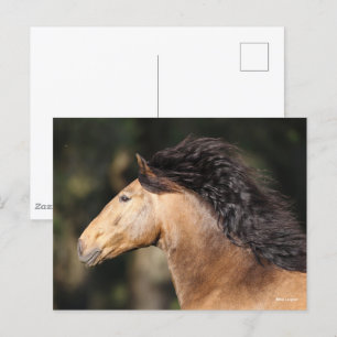 Bob Langrish Lusitano Headshot Mane stromend Briefkaart