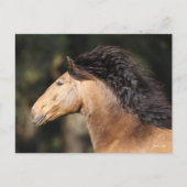 Bob Langrish | Lusitano Headshot Mane stromend Briefkaart (Voorkant)