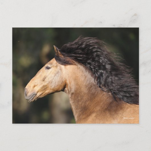 Bob Langrish | Lusitano Headshot Mane stromend Briefkaart (Voorkant)