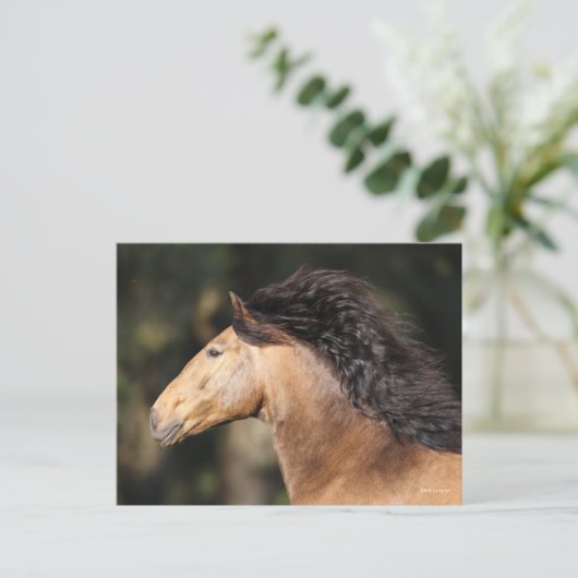 Bob Langrish | Lusitano Headshot Mane stromend Briefkaart (Staand voorkant)