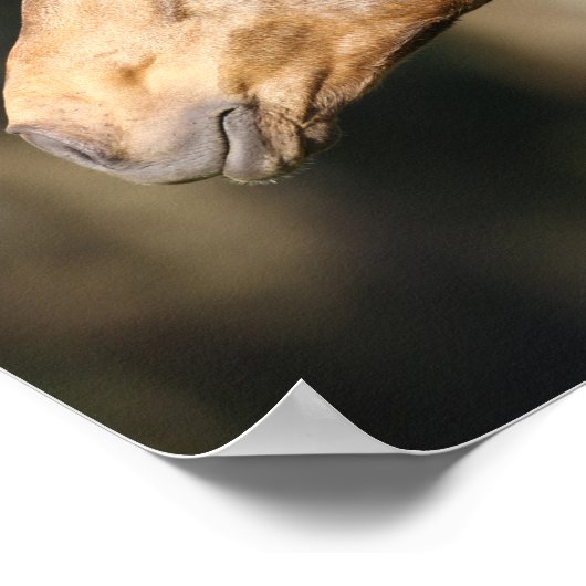 Bob Langrish | Lusitano Headshot Mane stromend Poster (Hoek)