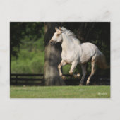 Bob Langrish | Lusitano-paarden Briefkaart (Voorkant)