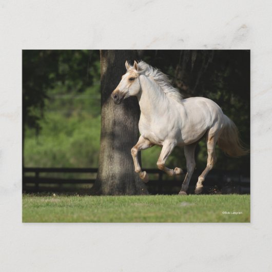 Bob Langrish | Lusitano-paarden Briefkaart (Voorkant)