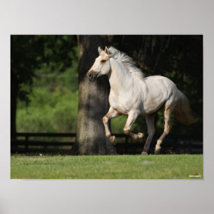 Bob Langrish Lusitano-paarden Poster