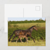 Bob Langrish | Maas voor bewapend bloed en vederwi Briefkaart (Voorkant / Achterkant)