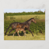 Bob Langrish | Maas voor bewapend bloed en vederwi Briefkaart (Voorkant)