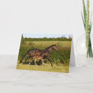 Bob Langrish   Maas voor bewapend bloed en vederwi Kaart