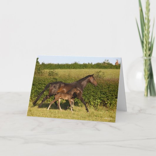 Bob Langrish | Maas voor bewapend bloed en vederwi Kaart (Voorkant)