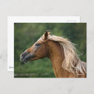 Bob Langrish Mane Flows Arab Stallion headshot Briefkaart