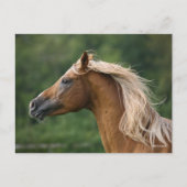 Bob Langrish | Mane Flows | Arab Stallion headshot Briefkaart (Voorkant)