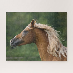 Bob Langrish Mane Flows Arab Stallion headshot Legpuzzel