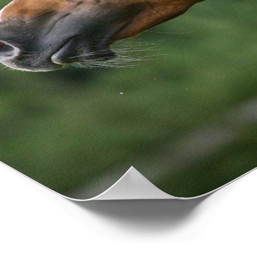 Bob Langrish | Mane Flows | Arab Stallion headshot Poster (Hoek)