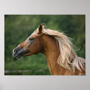 Bob Langrish   Mane Flows   Arab Stallion headshot Poster