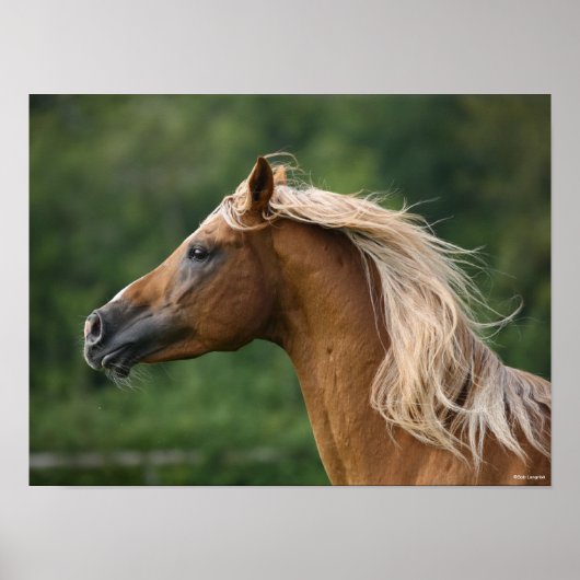 Bob Langrish | Mane Flows | Arab Stallion headshot Poster (Voorkant)