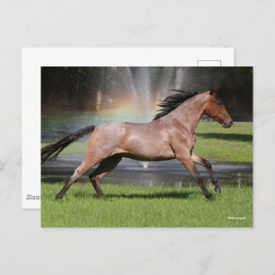 Bob Langrish Mangalarga Horse Running Rainbow Briefkaart