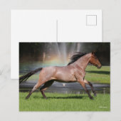 Bob Langrish | Mangalarga Horse Running Rainbow Briefkaart (Voorkant / Achterkant)