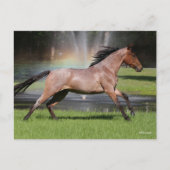 Bob Langrish | Mangalarga Horse Running Rainbow Briefkaart (Voorkant)
