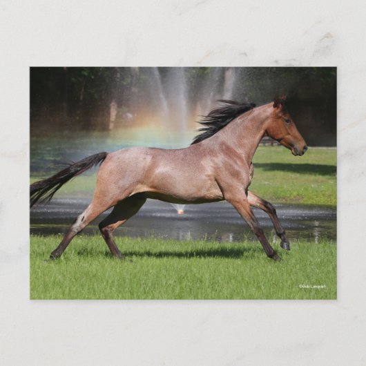 Bob Langrish | Mangalarga Horse Running Rainbow Briefkaart (Voorkant)