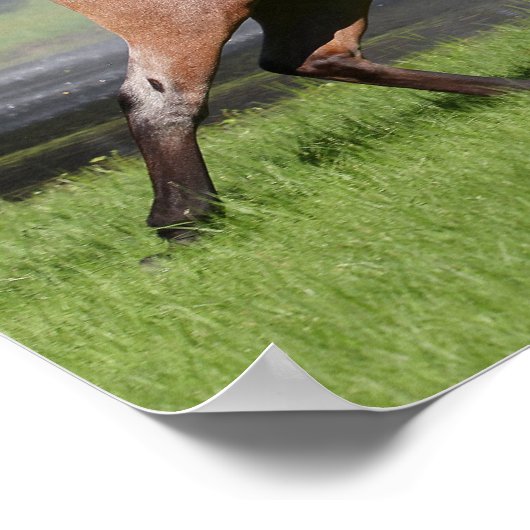 Bob Langrish | Mangalarga Horse Running Rainbow Poster (Hoek)