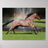 Bob Langrish | Mangalarga Horse Running Rainbow Poster (Voorkant)