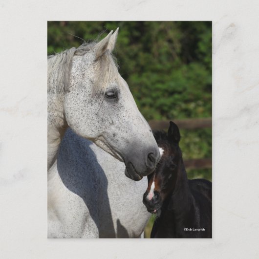 Bob Langrish | Mare en schuimbloem Briefkaart (Voorkant)