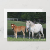 Bob Langrish Miniature Pony Mare and Foal Standing Briefkaart (Voorkant / Achterkant)