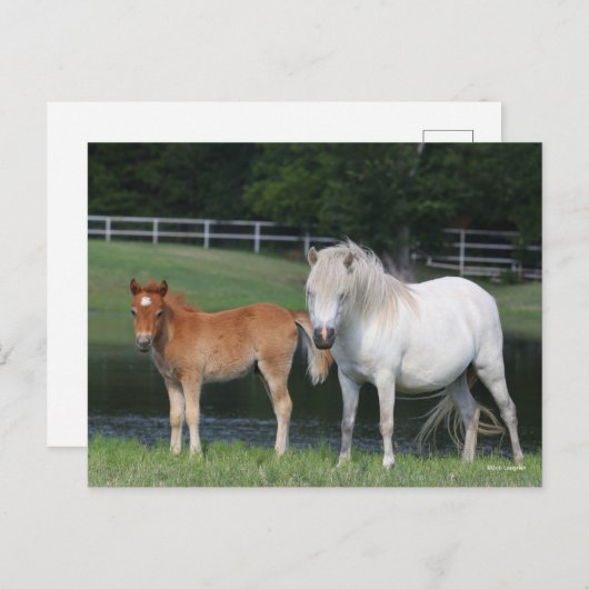 Bob Langrish Miniature Pony Mare and Foal Standing Briefkaart (Voorkant / Achterkant)