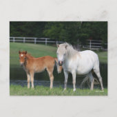 Bob Langrish Miniature Pony Mare and Foal Standing Briefkaart (Voorkant)