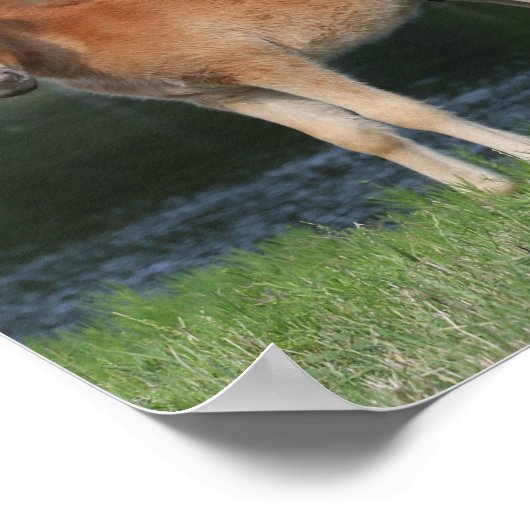 Bob Langrish Miniature Pony Mare and Foal Standing Poster (Hoek)