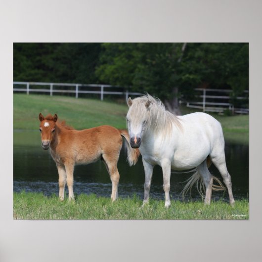 Bob Langrish Miniature Pony Mare and Foal Standing Poster (Voorkant)
