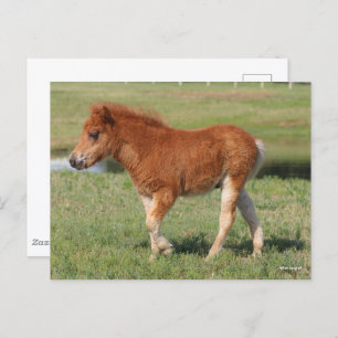 Bob Langrish   Miniatuur Foal Walking Briefkaart