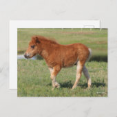 Bob Langrish | Miniatuur Foal Walking Briefkaart (Voorkant / Achterkant)