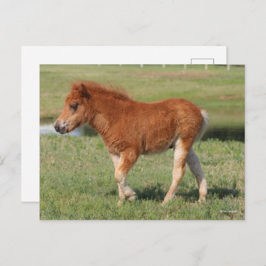 Bob Langrish | Miniatuur Foal Walking Briefkaart (Voorkant / Achterkant)
