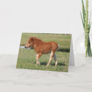 Bob Langrish   Miniatuur Foal Walking Kaart