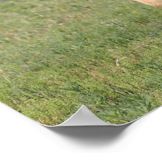 Bob Langrish | Miniatuur Foal Walking Poster (Hoek)