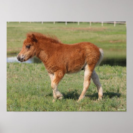 Bob Langrish | Miniatuur Foal Walking Poster (Voorkant)