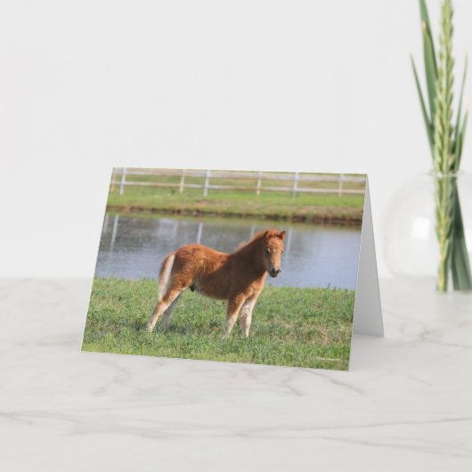 Bob Langrish | Miniatuur Pony Kaart (Voorkant)