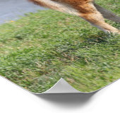 Bob Langrish | Miniatuur Pony Poster (Hoek)