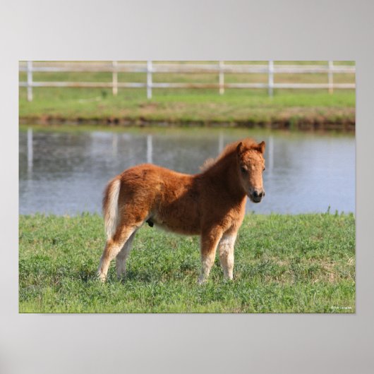 Bob Langrish | Miniatuur Pony Poster (Voorkant)