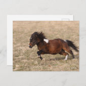 Bob Langrish | Miniatuursnelle Pony Briefkaart (Voorkant / Achterkant)