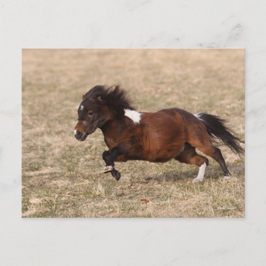 Bob Langrish | Miniatuursnelle Pony Briefkaart (Voorkant)
