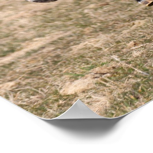 Bob Langrish | Miniatuursnelle Pony Poster (Hoek)