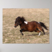 Bob Langrish | Miniatuursnelle Pony Poster (Voorkant)