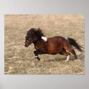 Bob Langrish   Miniatuursnelle Pony Poster