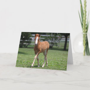 Bob Langrish   Miniatuurwalsen van Pony Kaart