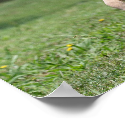 Bob Langrish | Miniatuurwalsen van Pony Poster (Hoek)