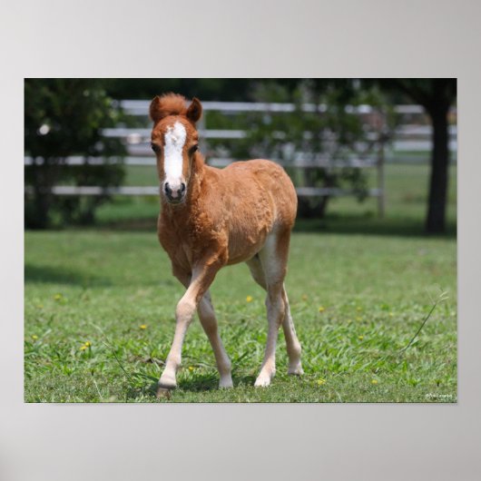 Bob Langrish | Miniatuurwalsen van Pony Poster (Voorkant)