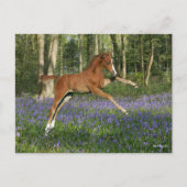 Bob Langrish | Morgan Foal Leaping With Bluebells Briefkaart (Voorkant)