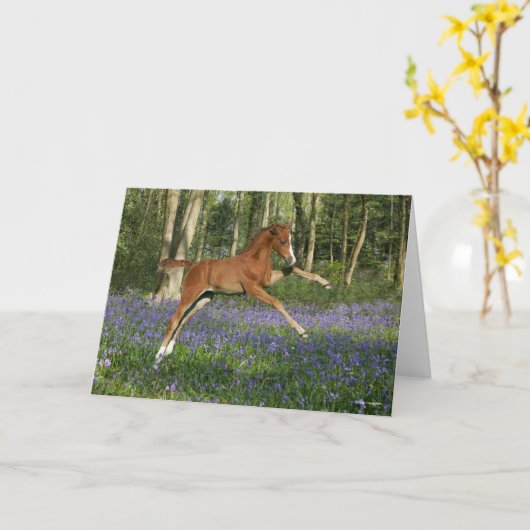 Bob Langrish | Morgan Foal Leaping With Bluebells Kaart (Gele Bloem)