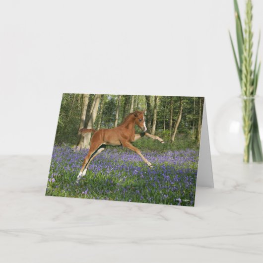 Bob Langrish | Morgan Foal Leaping With Bluebells Kaart (Voorkant)